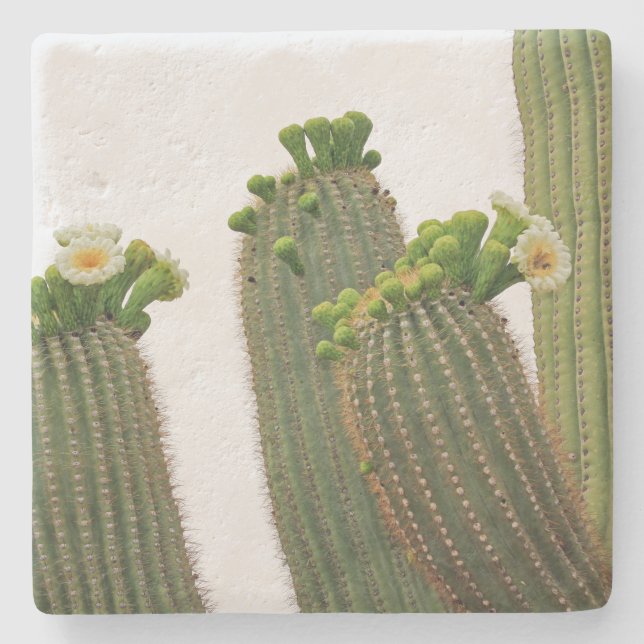 Saguaro Cactus in Arizona, underlägg med kvadratis (Framsidan)