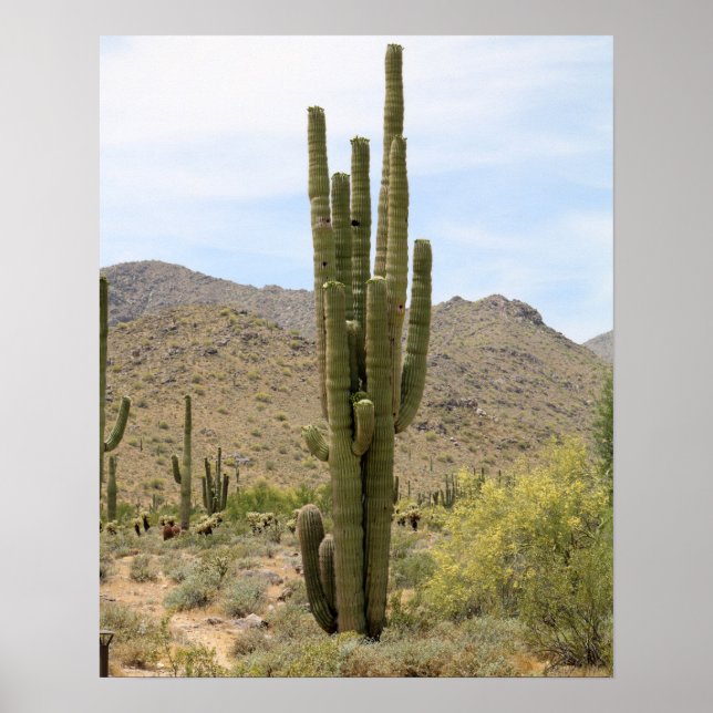 Saguaro Cactus in the Arizona Desert Färg 16x20 Poster (Framsidan)