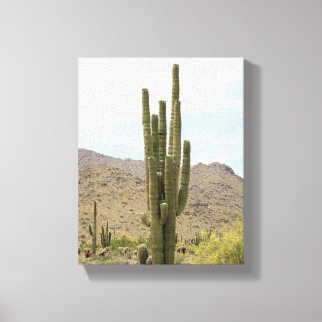 Saguaro Cactus in the Arizona Desert Färg 8x10 Canvastryck (Framsida)