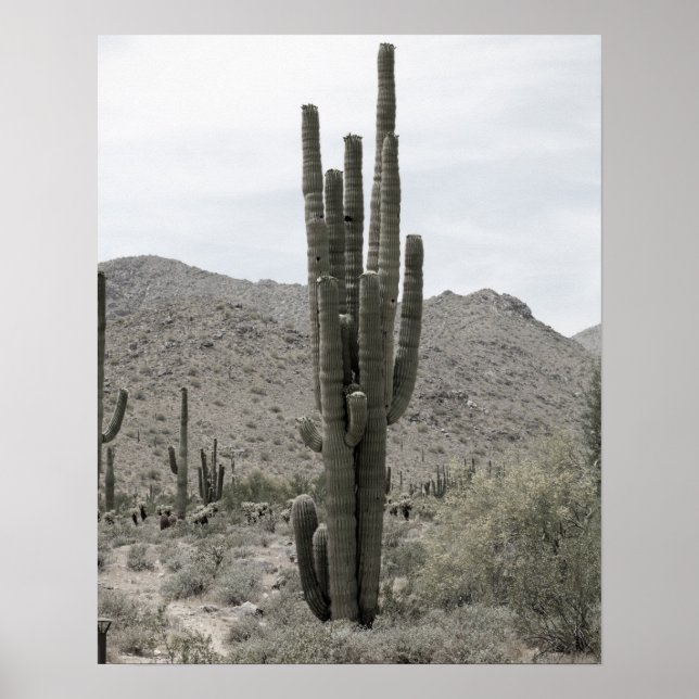 Saguaro Cactus in the Arizona Desert Low Sat 16 x  Poster (Framsidan)