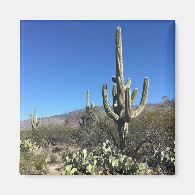 Saguaro Cactus Magnet (Framsidan)
