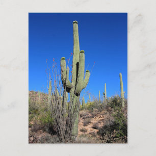 Saguaro Cactus nr 1 Vykort