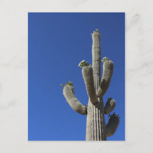 Saguaro Cactus nr 4 Vykort