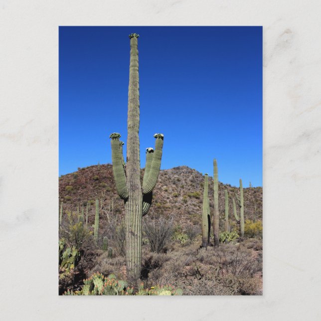 Saguaro Cactus nr 9 Vykort (Framsida)