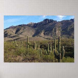 Saguaro Cactus och Catalina Mountain, Tucson AZ Poster
