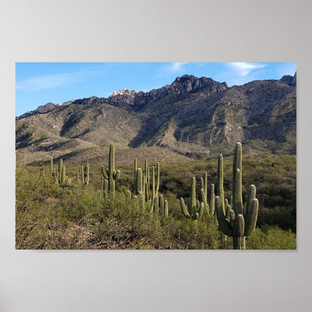 Saguaro Cactus och Catalina Mountain, Tucson AZ Poster (Framsidan)