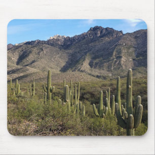 Saguaro Cactus och Catalina Mountains, Tucson AZ Musmatta