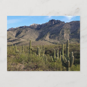 Saguaro Cactus och Catalina Mountains, Tucson AZ Vykort