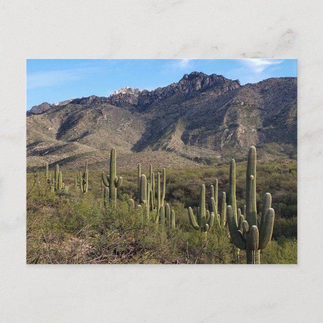 Saguaro Cactus och Catalina Mountains, Tucson AZ Vykort (Framsida)
