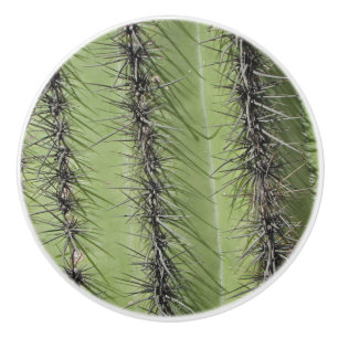 Saguaro Cactus Photo Bright Grönt Plant Southwest Knopp