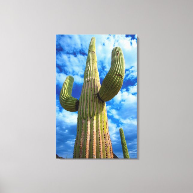Saguaro cactus porträtt, Arizona Canvastryck (Framsida)