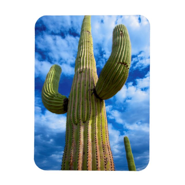 Saguaro cactus porträtt, Arizona Magnet (Vertikal)