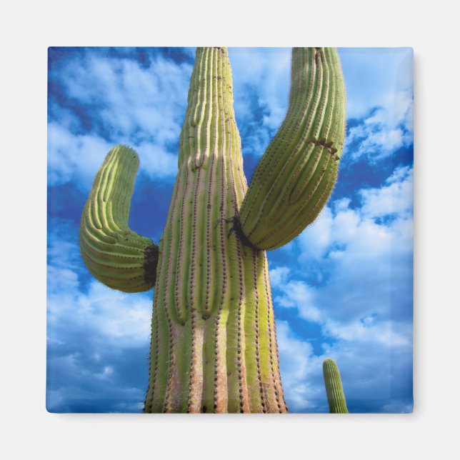 Saguaro cactus porträtt, Arizona Magnet (Framsidan)