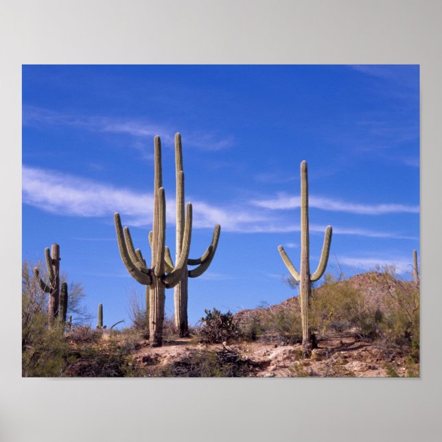 Saguaro cactus, Saguaro Poster (Framsidan)
