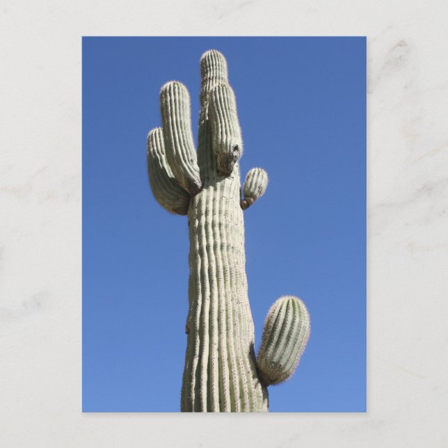 Saguaro Cactus, Scottsdale, Arizona Vykort (Framsida)