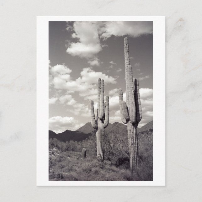 Saguaro Cactus Sonora Desert B&W Fotovykort Vykort (Framsida)