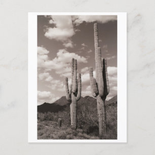 Saguaro Cactus Sonoran Desert B&W-fotovykort Vykort