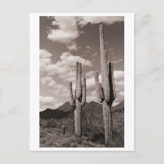 Saguaro Cactus Sonoran Desert B&W-fotovykort Vykort (Framsida)