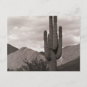 Saguaro Cactus Sonoran Desert B&W-fotovykort Vykort