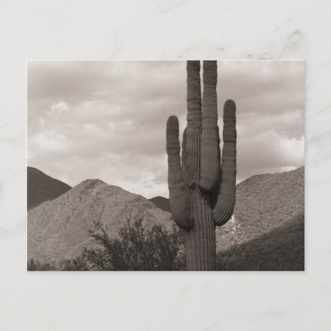 Saguaro Cactus Sonoran Desert B&W-fotovykort Vykort (Framsida)