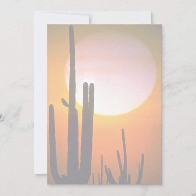 Saguaro cactus, Sonoran Desert, Förenta staterna (Framsida)