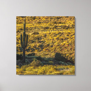 Saguaro Cactus Sonoran Desert in Springtime 24x24 Canvastryck