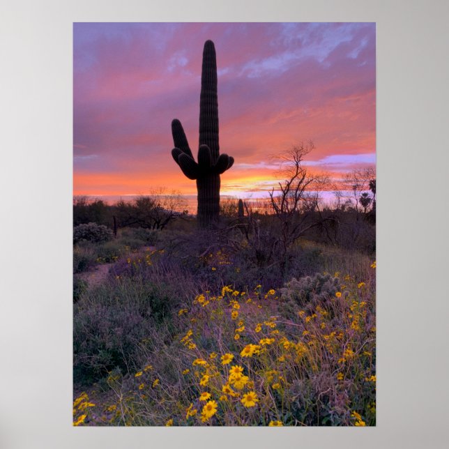Saguaro Cactus Sunset Arizona Photo Poster (Framsidan)