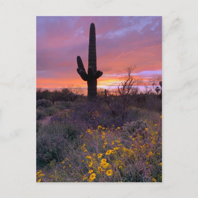 Saguaro Cactus Sunset No.1 Vykort (Framsida)