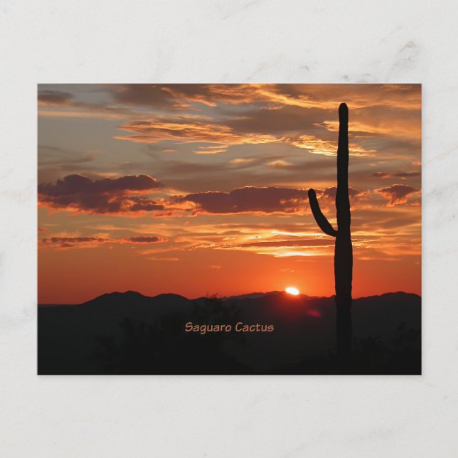 Saguaro Cactus, Sunset Vykort (Framsida)
