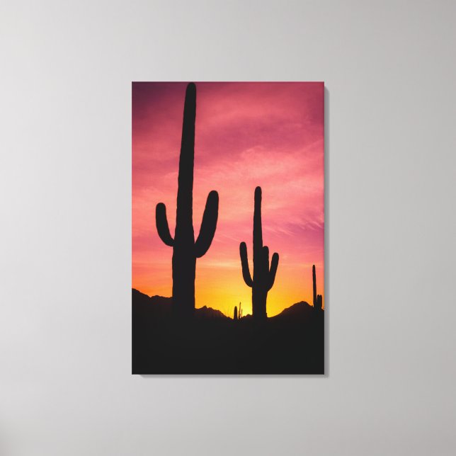 Saguaro cactus vid soluppgång, Arizona Canvastryck (Framsida)