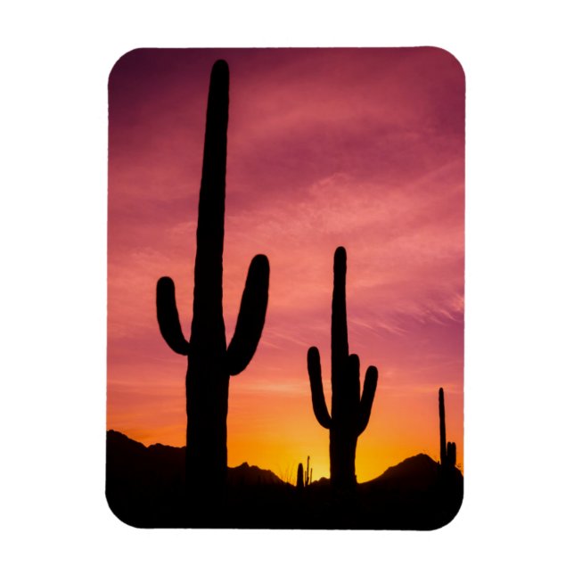 Saguaro cactus vid soluppgång, Arizona Magnet (Vertikal)