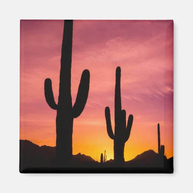 Saguaro cactus vid soluppgång, Arizona Magnet (Framsidan)