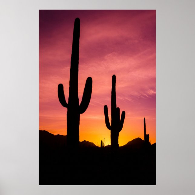 Saguaro cactus vid soluppgång, Arizona Poster (Framsidan)