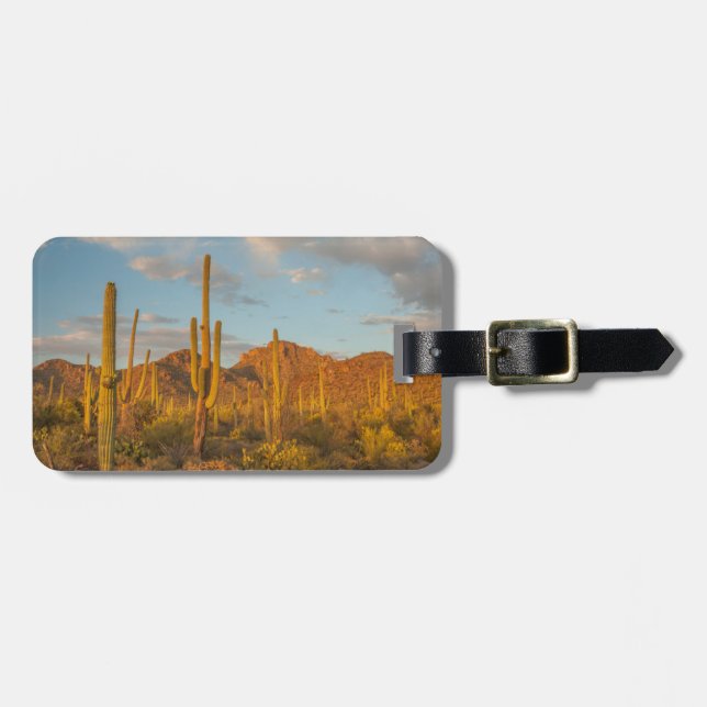 Saguaro cactus vid sunset, Arizona Bagagebricka (Horisontell Framsida)