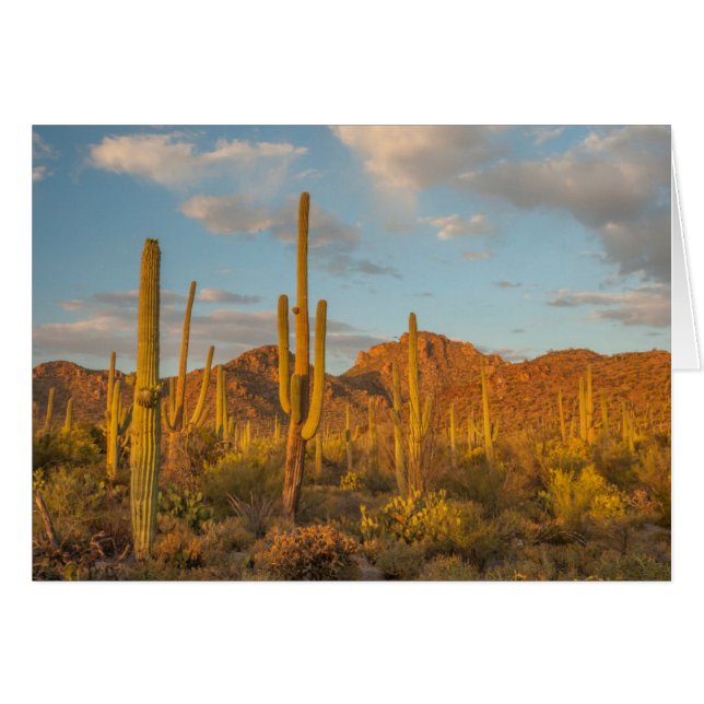Saguaro cactus vid sunset, Arizona Hälsningskort (Framsidan Horizontal)