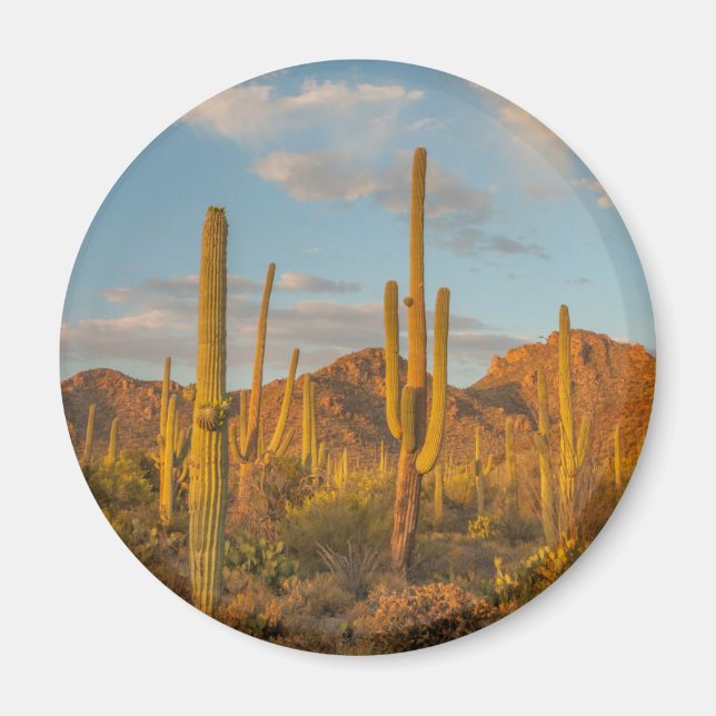 Saguaro cactus vid sunset, Arizona Magnet (Framsidan)