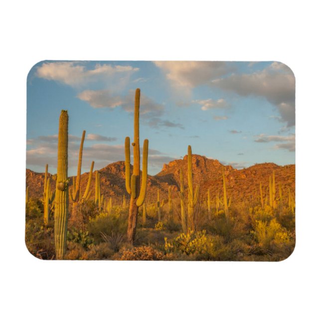 Saguaro cactus vid sunset, Arizona Magnet (Horisontell)