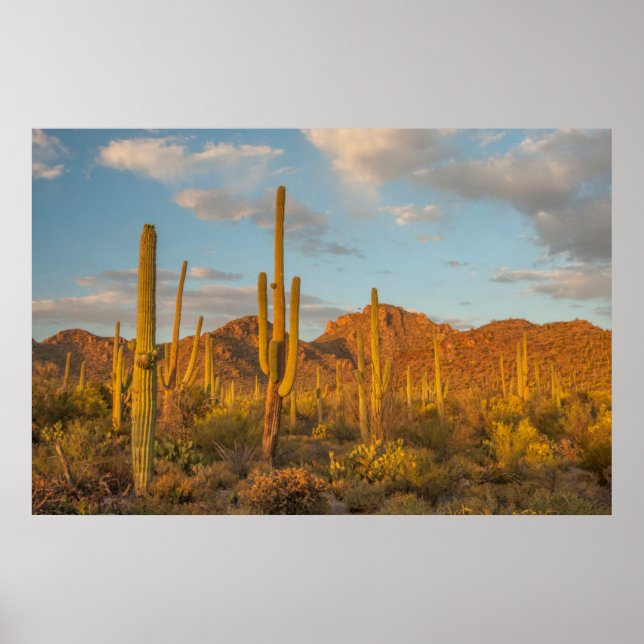Saguaro cactus vid sunset, Arizona Poster (Framsidan)