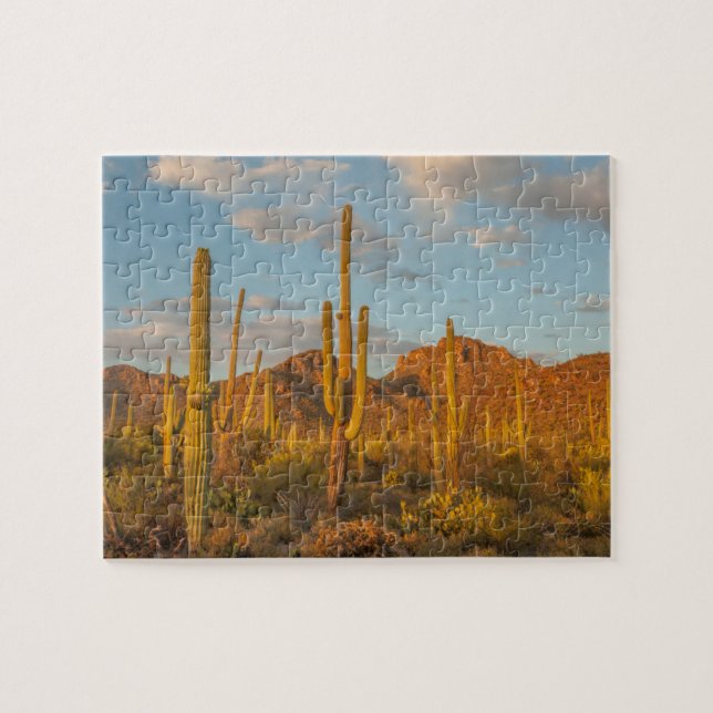 Saguaro cactus vid sunset, Arizona Pussel (Horisontell)