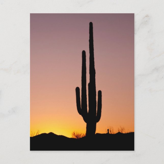 Saguaro Cactus vid Sunset Vykort (Framsida)