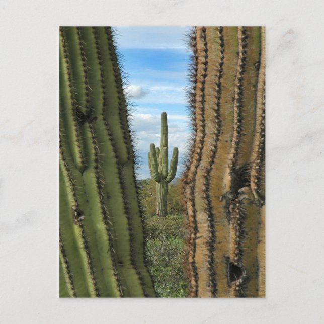 Saguaro Cactus vycard Vykort (Framsida)