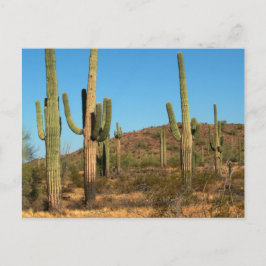 Saguaro cactus vycard vykort