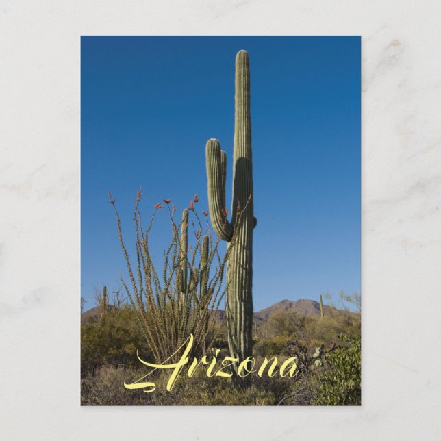 Saguaro Cactus vycard Vykort (Framsida)