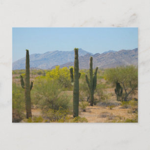 Saguaro Cactus Vykort