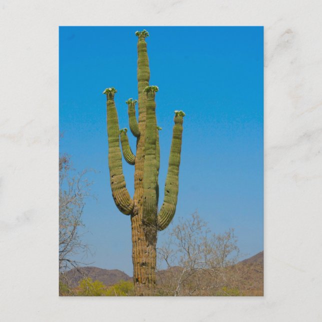 Saguaro Cactus Vykort (Framsida)