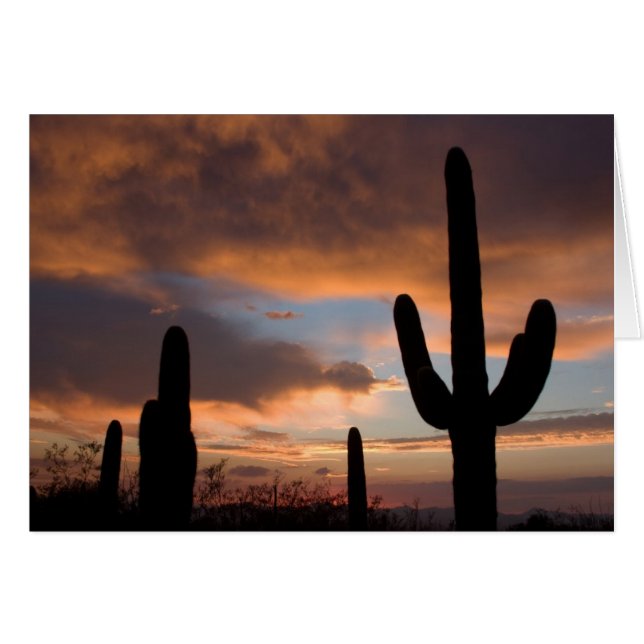 Saguaro Desert Sunset OBS Kort (Framsidan Horizontal)