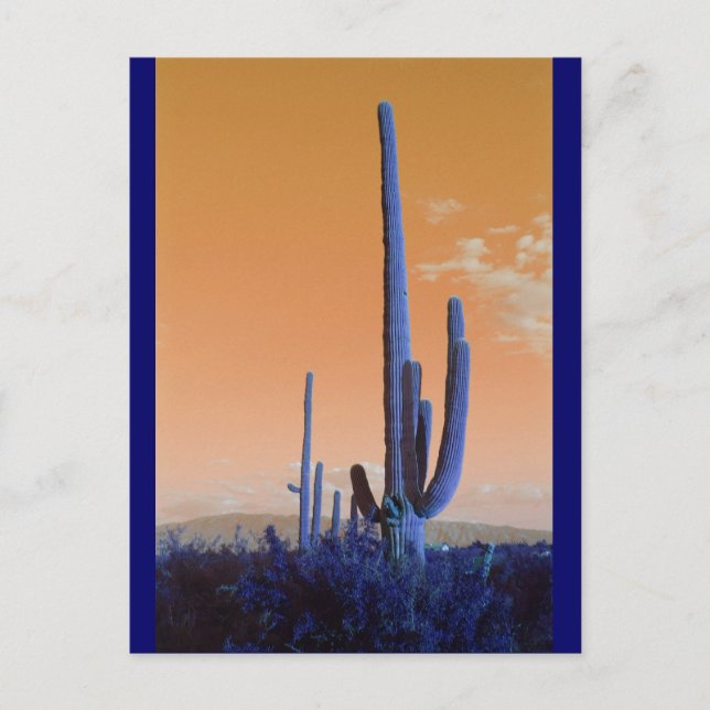 Saguaro i Blue Vykort (Framsida)