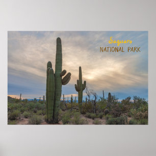Saguaro i Sunset Poster