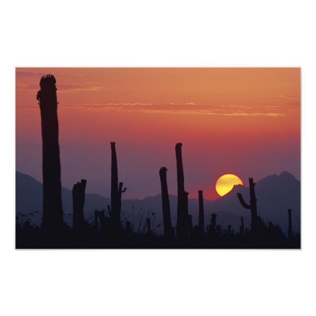 Saguaro-kaktus Carnegiea gigantea), solnedgång, Fototryck (Framsidan)