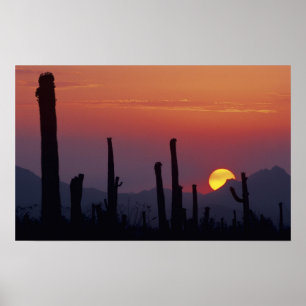 Saguaro-kaktus Carnegiea gigantea), solnedgång, Poster